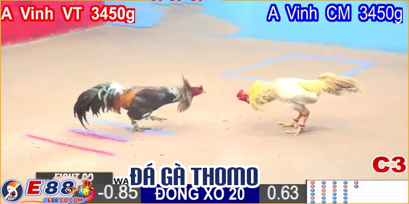 Xem và cược đá gà Thomo trực tuyến tại E88