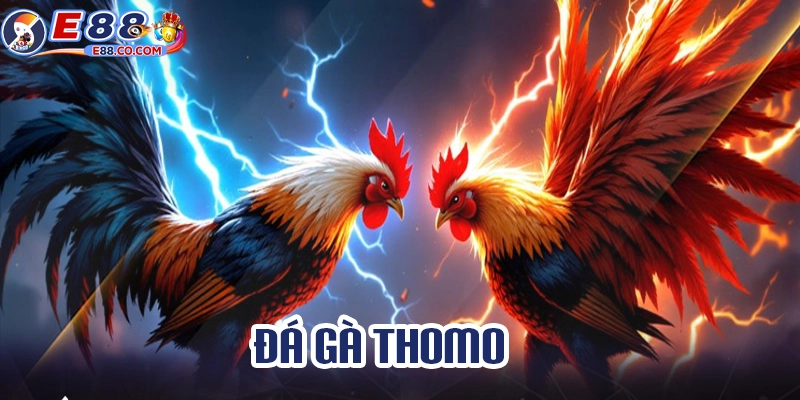 Xem trực tiếp đá gà Thomo có gì hot?