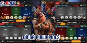 Lý do nên tham gia cược đá gà Philippines